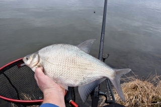 Pleskáč je hojne lovená ryba na feeder.