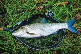 Boleň na pencil bait.