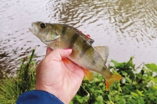 Anglický ostriežik 
z rieky Medway.