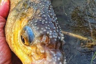 Method Feeder 3