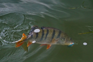 Váhajúce ostrieže