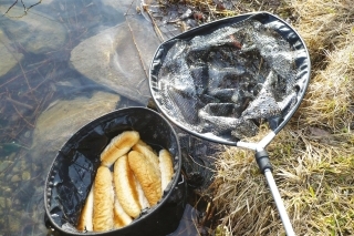 Príprava na lov - rozmáčanie pečiva.