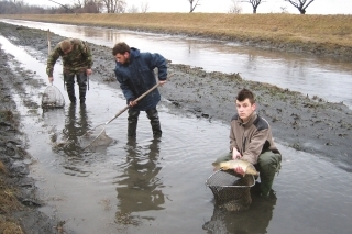 Zber rýb po opadnutí veľkých vôd.
