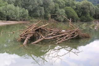 V takýchto prekážkach sa pleskáč zelenkavý cez deň cíti najbezpečnejšie.