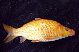 Zlatá rybka na koniec.