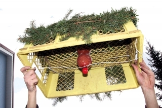4. Pripevníme záťaž buď do stredu ako na fotke, alebo za držadlá prepravky. Tam fixujeme menšie PET fľaše tiež rýchlopáskou. Dôležité je dať rovnaké fľaše, aby pri ukladaní hniezda sa prepravka nenakláňala  a išla rovno ku dnu.