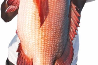 Usmiaty Negrashi s našim úlovkom Red Snappera.