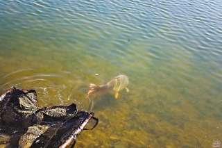 Na talianskom jazere Lago Boschetto 4