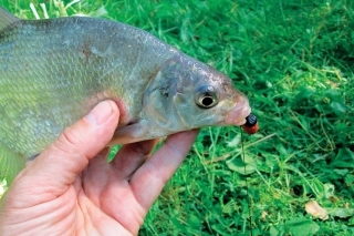 Flat Method Feeder 3