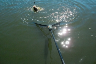 Flat Method Feeder 4