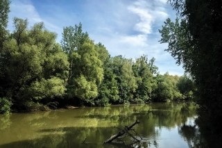 Nezregulovaná rieka ponúka rybám dostatok bezpečia, budete sa tam cítiť ako v džungli.