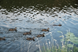 Nutria na čele skupiny kačiek, na rieke je možné všetko.