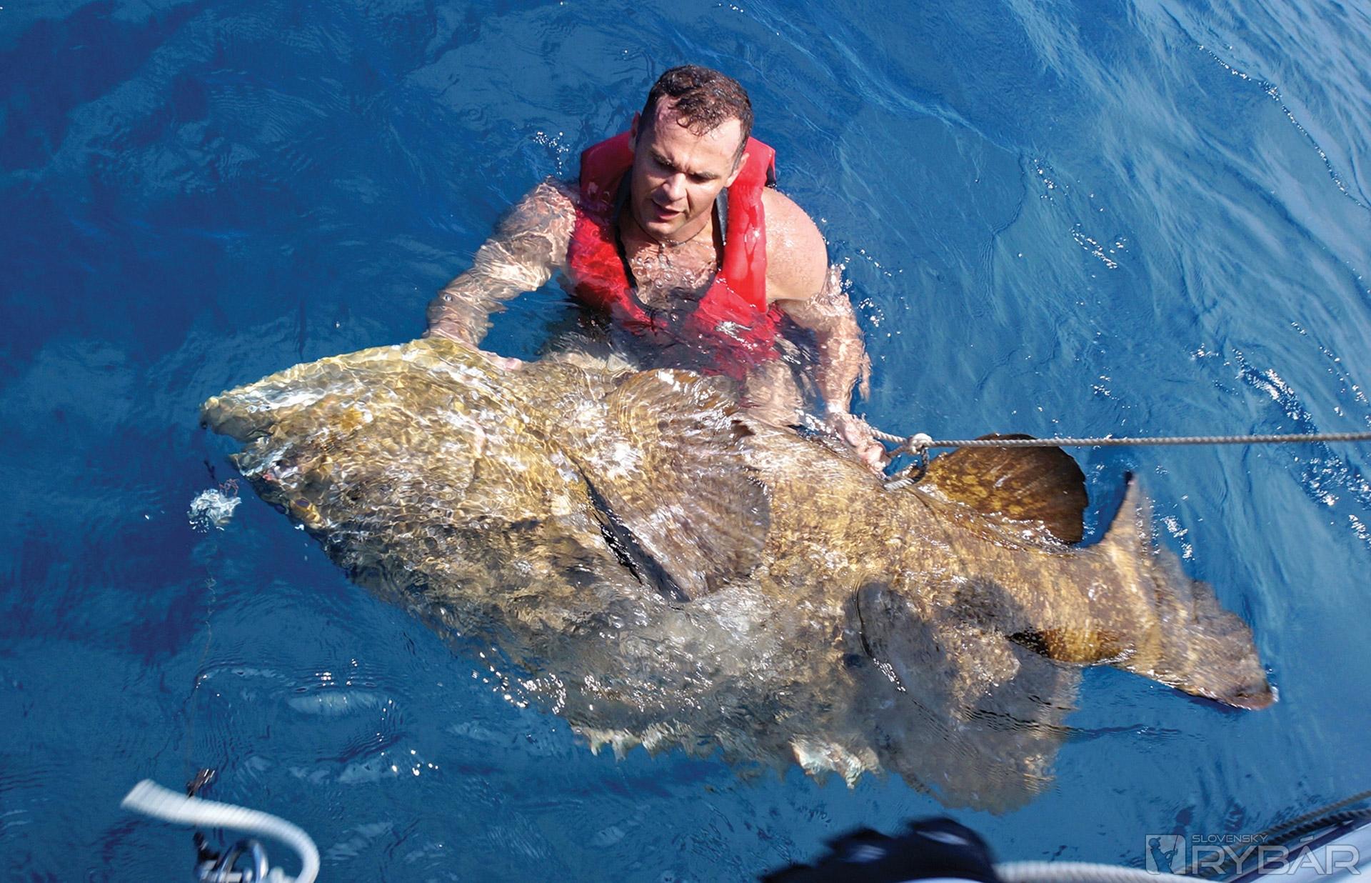 Z lode ulovený kanic, sprievodný úlovok pri love žralokov. Sú všade a večne hladné, 350 kg nie je vzácna hmotnosť.