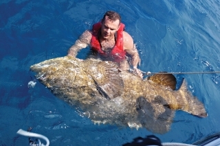 Z lode ulovený kanic, sprievodný úlovok pri love žralokov. Sú všade a večne hladné, 350 kg nie je vzácna hmotnosť.