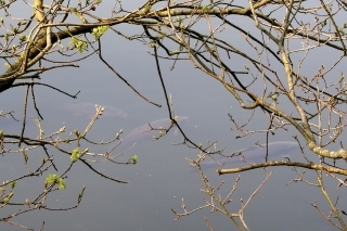 Pomaly začínajú stromy pučať a kapry sa viacej hýbať.