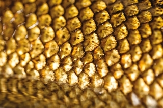 Detailný záber na zlato-hnedé šupiny mreny.