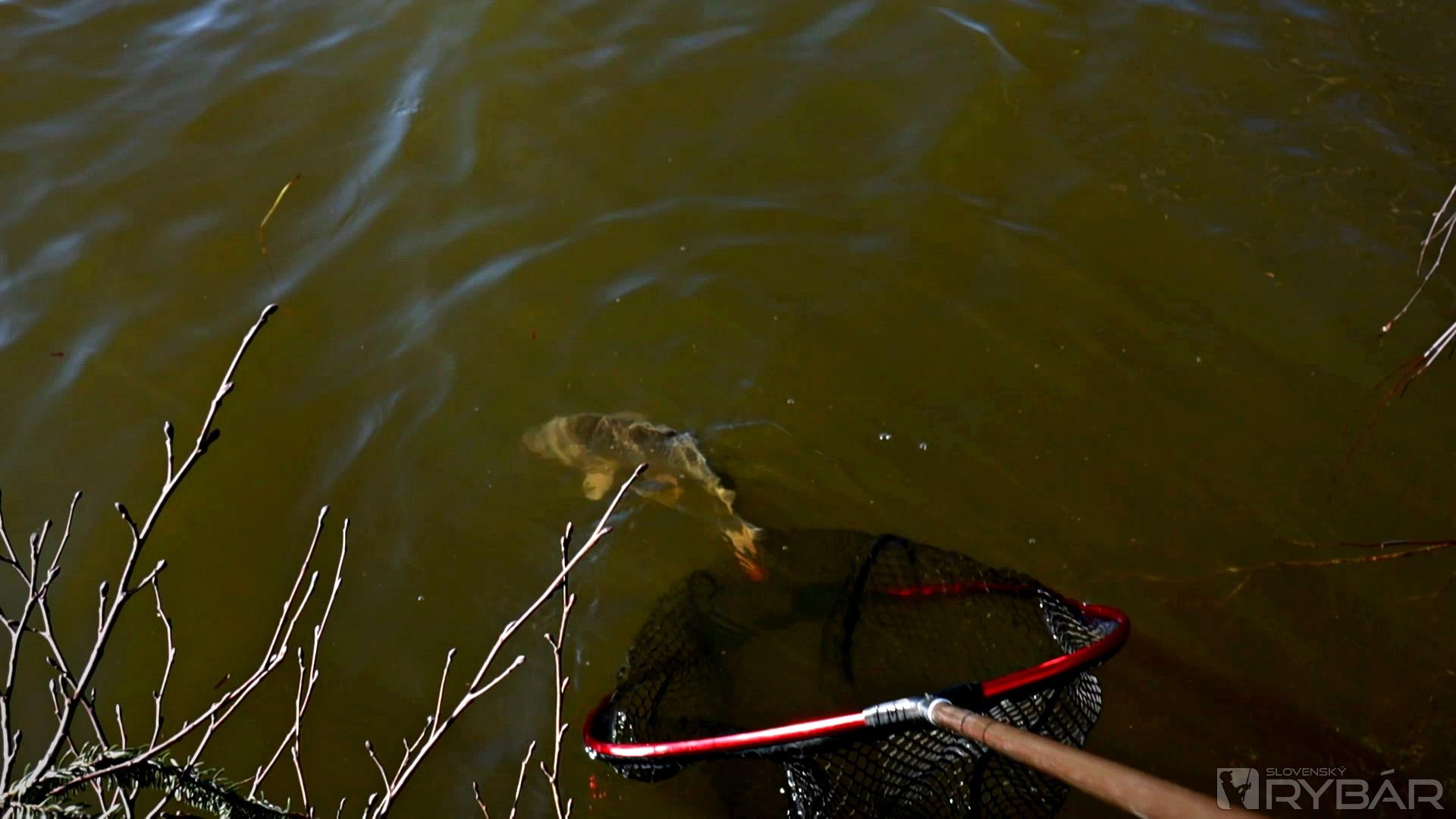 Kaprík plávajúci za slobodou.