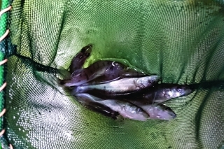 Veľkosť násady z rybníka je ovplyvnená jeho úživnosťou a poveternostnými vplyvmi.