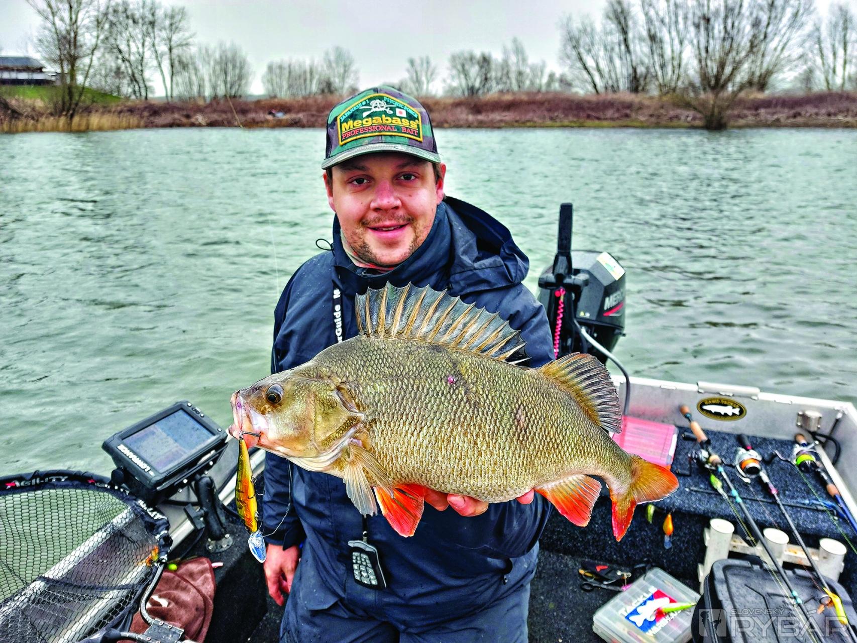 Ostriež 47 cm na jerkbait vo farbe ostrieža.