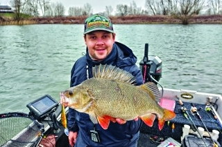 Ostriež 47 cm na jerkbait vo farbe ostrieža.