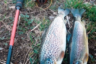 Ľahučký Wild Spin  zdolal aj týchto dvoch jazerákov.