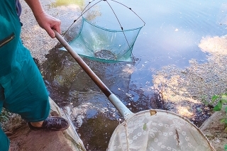Neuveriteľné množstvo drobného zubáčika po úspešnom nerese na jednom zo štrkovísk MO SRZ Holíč.
