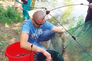 Odlov a prevoz zubáča aj do vedľajších štrkovísk.