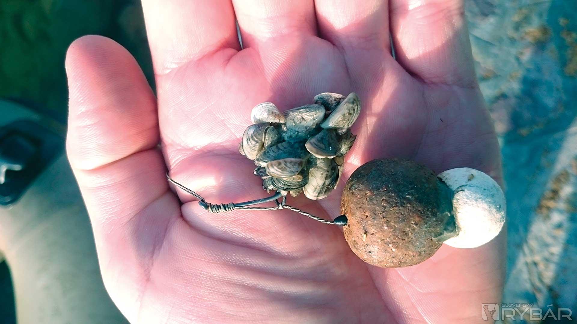Je dobré ak máte mušle na svojom kŕmnom mieste, ale zistenie, že sú na háčiku, je dosť nepríjemné.