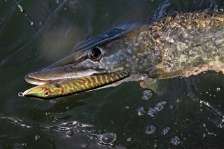 Sila Glidera 9