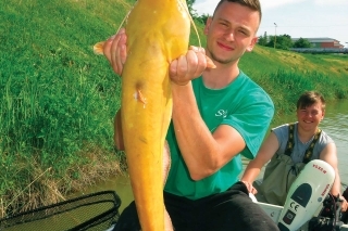 Zlatá rybka v podobe zlatého sumca.