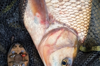 Feeder boduje.