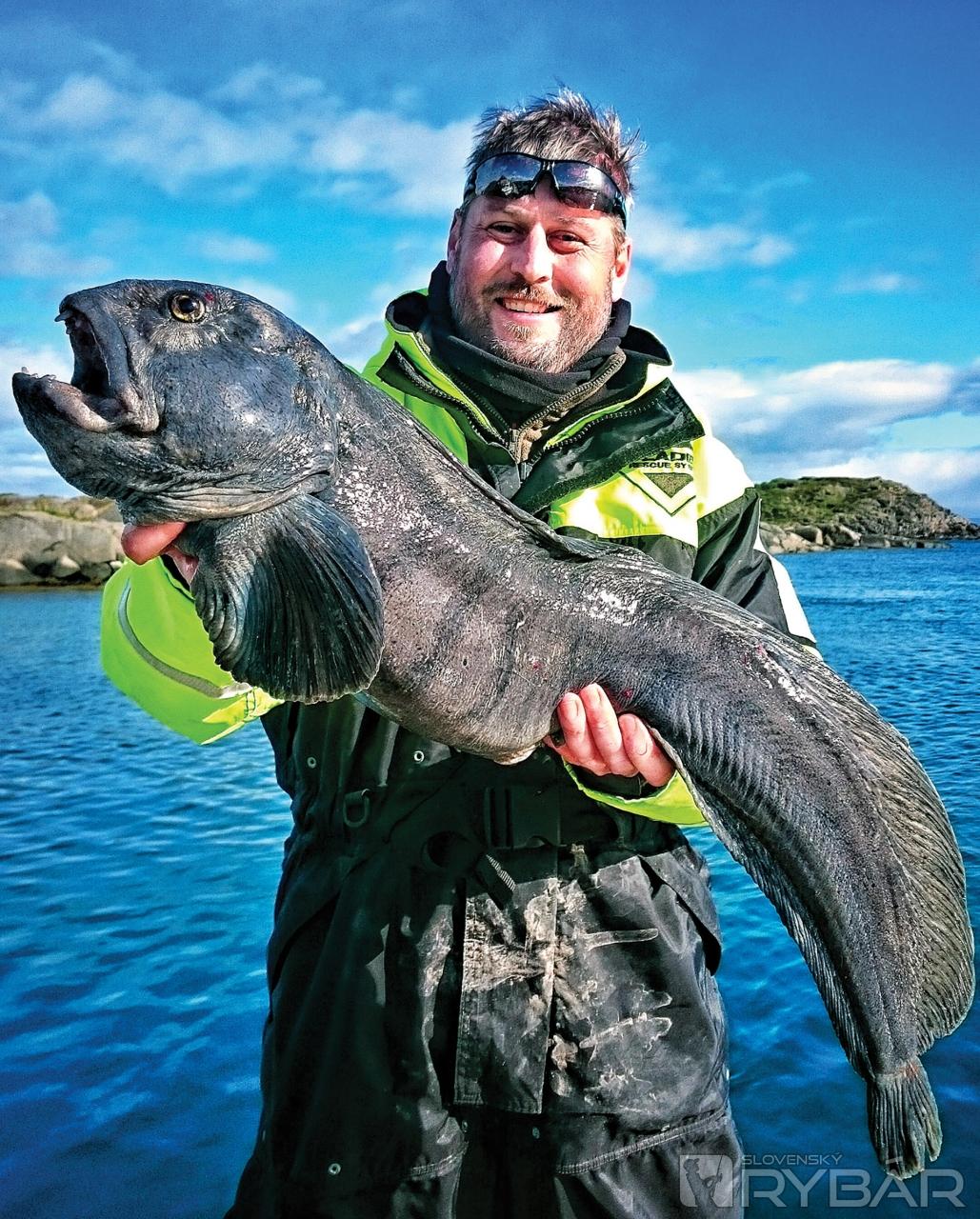 Zubatka pruhovaná je jedna z najškaredších a zároveň najkrajších rýb severného mora.