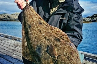 Kamarát Míra a jeho halibut, ktorý mu dal na ľahkú prívlač pekne zabrať.