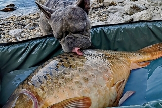 Hugova rutina. Každú rybku musí pozdraviť svojím spôsobom.