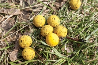 Pri kŕmení rád používam
kombináciu rôznych boilies a peliet.