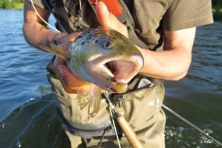 Fly Tying SK&CZ - ako sa to začalo 1