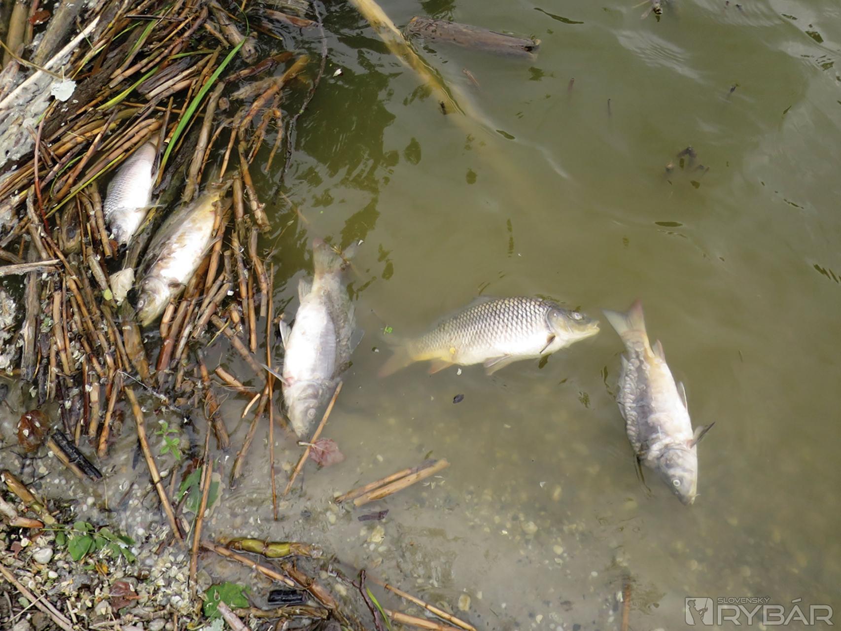 Popri brehoch niektorých štrkovísk rybári nachádzali množstvo uhynutých rýb.