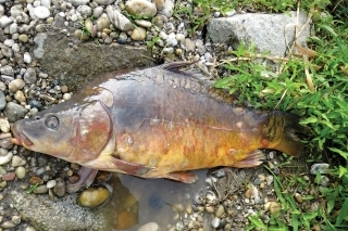 Ani väčšie matečné ryby nezostávajú uchránené pred KHV.