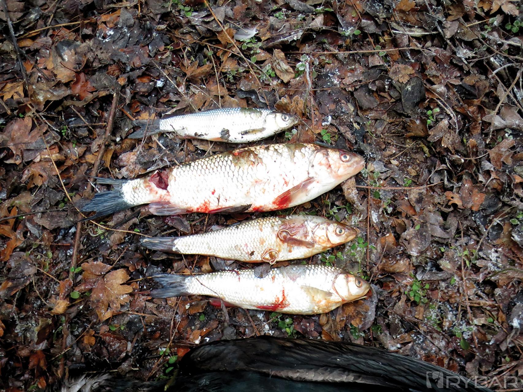 Reofilné – prúdomilné ryby miznú z našich vôd tiež zásluhou kormoránov...