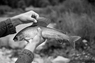 Lipeň – kráľ, zostane nám len v spomienkach na starých vyblednutých fotografiách?