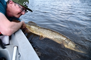 Šťučia kráska, 115 cm sa vracia späť domov.