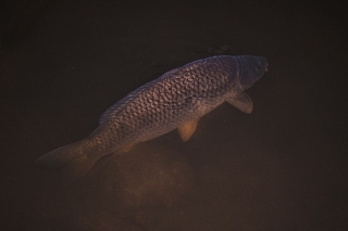 Plávaj, kamarát.