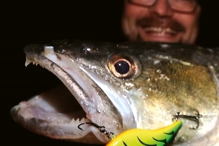 Bezlopatkové voblery preberú aj letargické zubáče.
