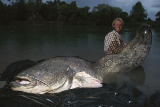 Jeseň na Malej Rhône roku 2006 a sumec 251 cm, 110 kg.