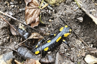 Salamandra ako indikátor čistoty.