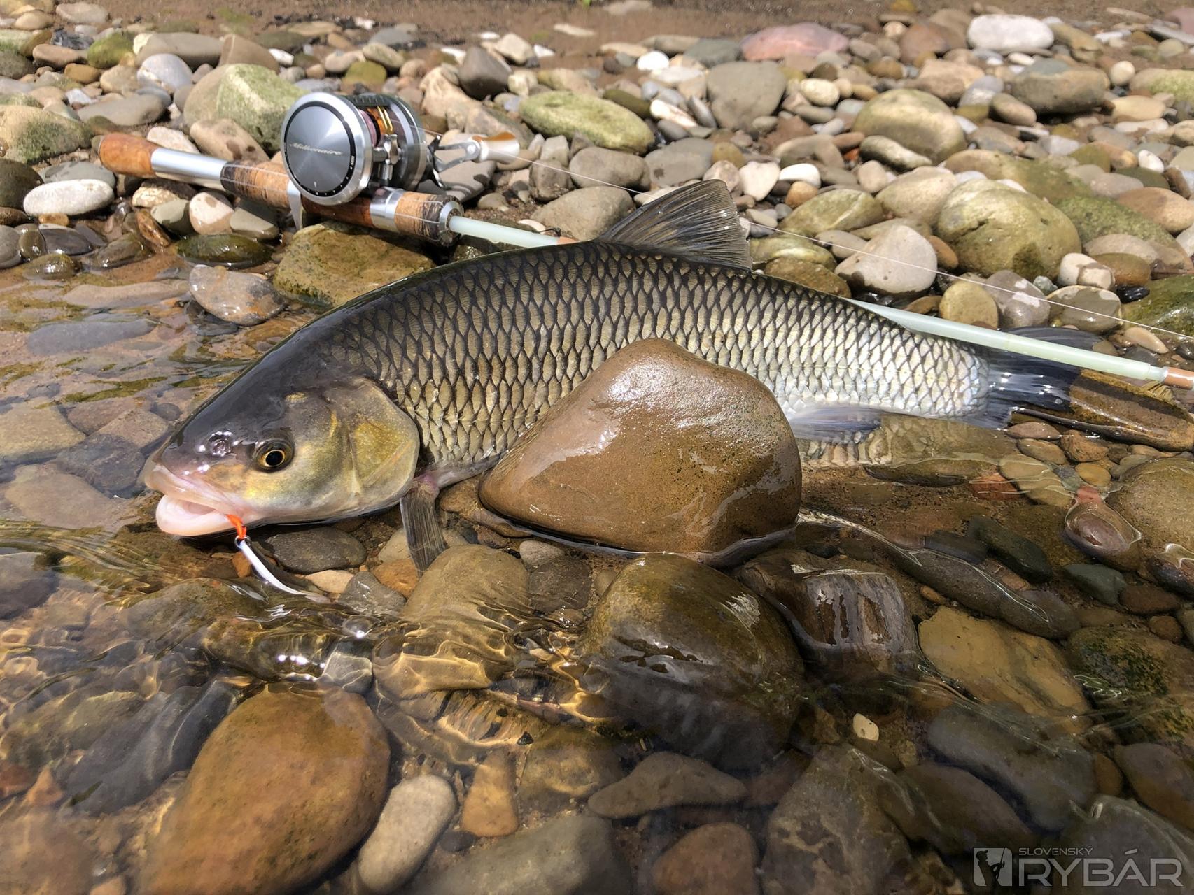 Pekný jalec zdolaný na môj Resilure Custom glass 6 ft prút a Daiwa millionaire.