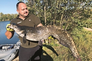 Každý sumec je nádherne a jedinečne sfarbený.