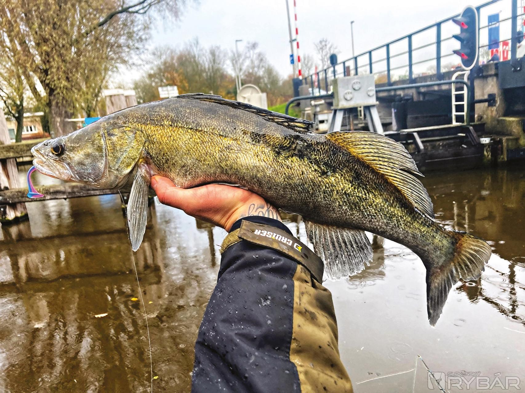 Zubáč ulovený v prekážkach na nástrahu Delphin Zandera vo farbe Lolipop. Za mňa veľmi podarená nástraha!