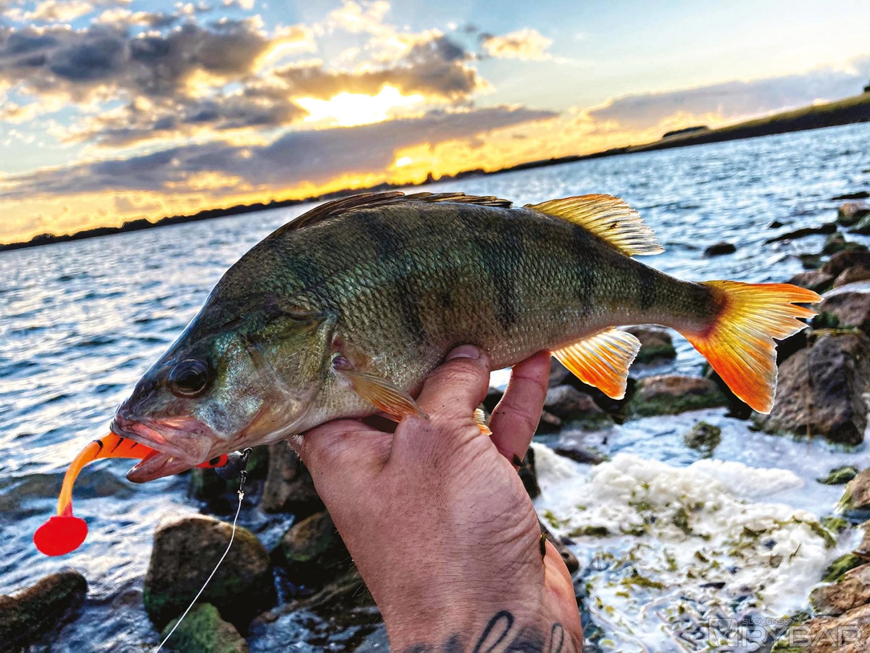 Typická veľkosť ostrieža okolo 30 – 35 cm z jazera Markermeer. Chytený na nástrahu Delphin RIPPA 10 cm vo farbe „Tigera“.