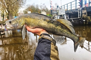 Zubáč ulovený v prekážkach na nástrahu Delphin Zandera vo farbe Lolipop. Za mňa veľmi podarená nástraha!